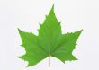 Green leaf