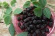 Raspberry