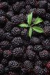 Raspberry