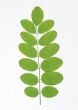 Green leaves