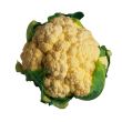 Cabbage
