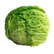 Cabbage