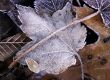 Frosty Leaves