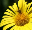 Bee on a flower.