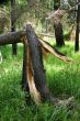 Broken pine tree after storm