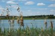 View of river through reed