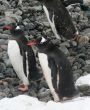 Gentoo penguins