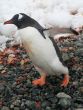 Gentoo penguin, on rocky beach