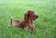 red puppy