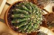 Cactus with black thorns