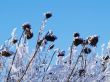 Frost