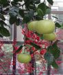 Grapefruit hanging from tree