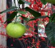 Grapefruit hanging from tree