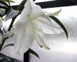 White Lily in Greenhouse