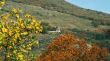 Gold autumn.