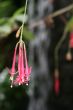 red tropical flower