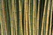 Bamboo Trees In A Japanese Garden