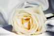 White rose