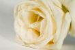 White rose