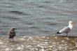 Brittany: Seagulls