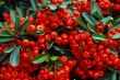 holly and red berries