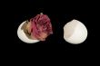 Rejuvinated Flower