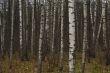 Evening Forest