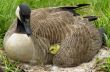 Canada Goose (Branta canadensis)