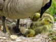 Canada Goose (Branta canadensis)