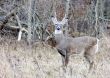 Buck Whitetail Deer (Odocoileus virginianus)