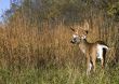 Buck Whitetail Deer (Odocoileus virginianus)