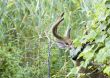 Buck Whitetail Deer (Odocoileus virginianus)