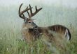 Buck Whitetail Deer (Odocoileus virginianus)