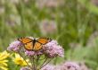 Viceroy Butterfly (Limenitis archippus)