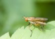 Marsh Fly (Tetanocera)