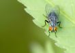 Flesh Fly (Sarcophaga)