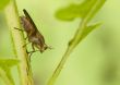 Marsh Fly (Tetanocera)