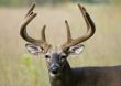 Buck Whitetail Deer (Odocoileus virginianus)