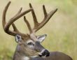 Buck Whitetail Deer (Odocoileus virginianus)