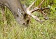 Buck Whitetail Deer (Odocoileus virginianus)