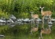 Whitetail Does (Odocoileus virginianus)