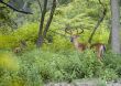 Buck Whitetail Deer (Odocoileus virginianus)