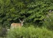 Buck Whitetail Deer (Odocoileus virginianus)