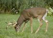 Whitetail Deer Buck (Odocoileus virginianus)