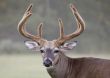 Whitetail Deer Buck (Odocoileus virginianus)