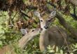 Whitetail Doe With Fawn (Odocoileus virginianus)