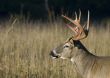 Buck Whitetail Deer (Odocoileus virginianus)