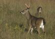 Buck Whitetail Deer (Odocoileus virginianus)