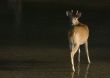 Buck Whitetail Deer (Odocoileus virginianus)