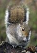 Grey Squirrel (Sciurus carolinensis)